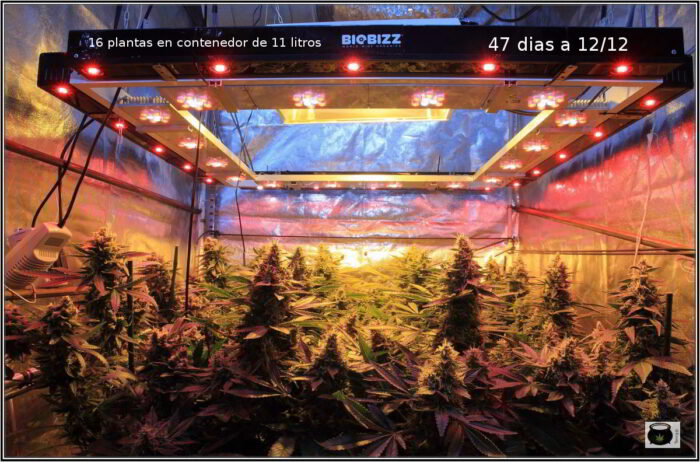 como utilizar el aire acondicionado en el cultivo indoor