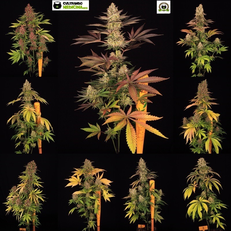 semillas de cannabis