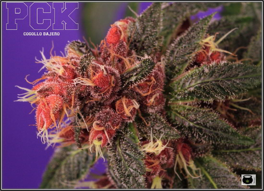 43- Variedad de marihuana PCK, Un mundo rojo entre las plantas 2