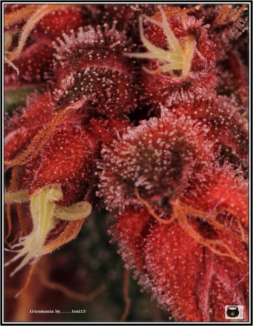43- Variedad de marihuana PCK, Un mundo rojo entre las plantas 4