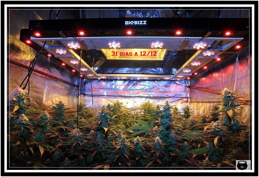 31- Vista general cultivo de marihuana orgánico, 31 días a 12/12 3