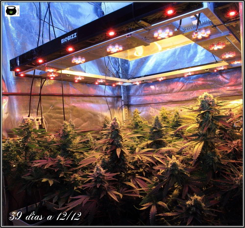 34- 39 días a 12/12, vista general del cultivo de marihuana organicoco 3