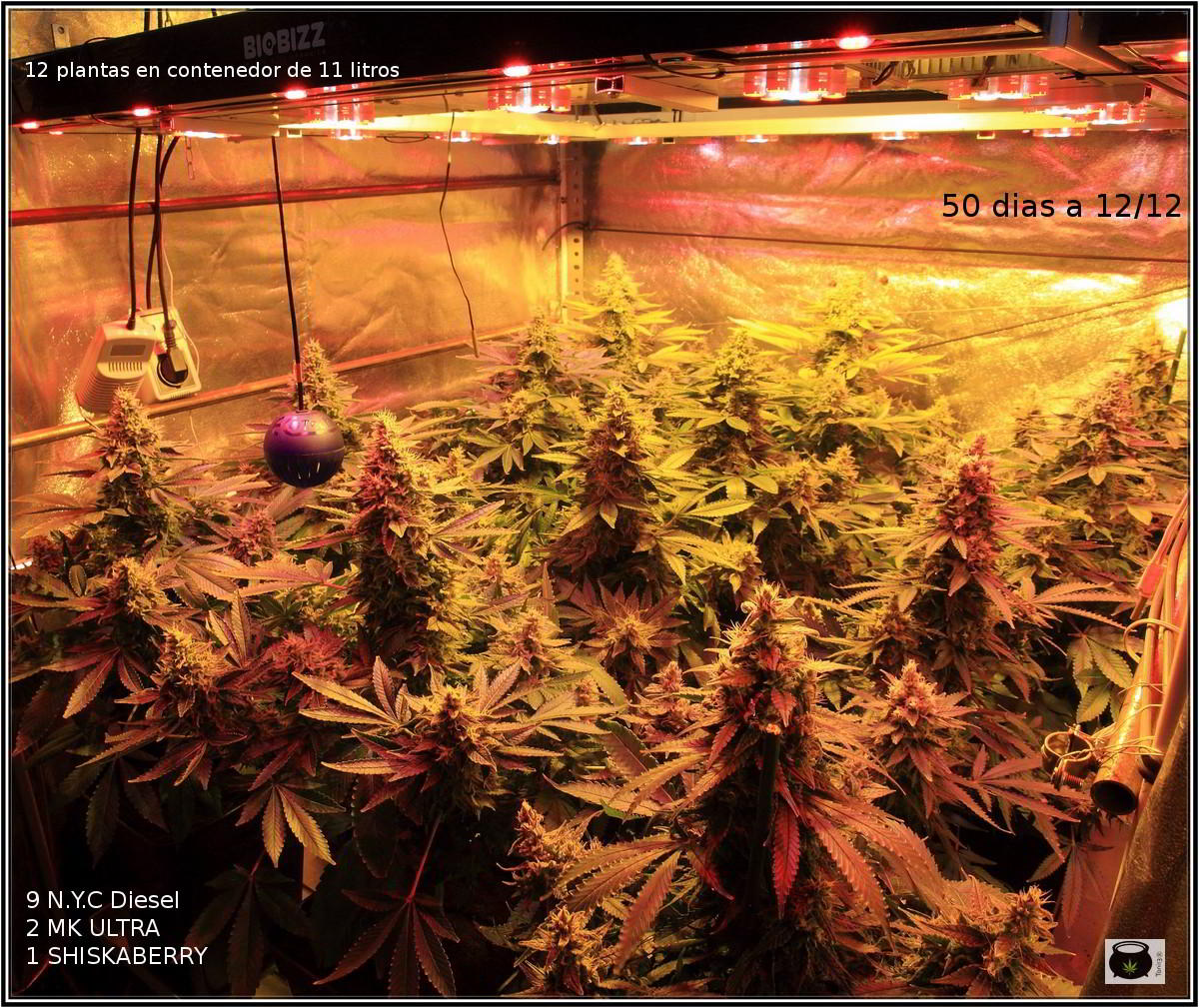 Cultivo de marihuana LED no aporta calor a las plantas