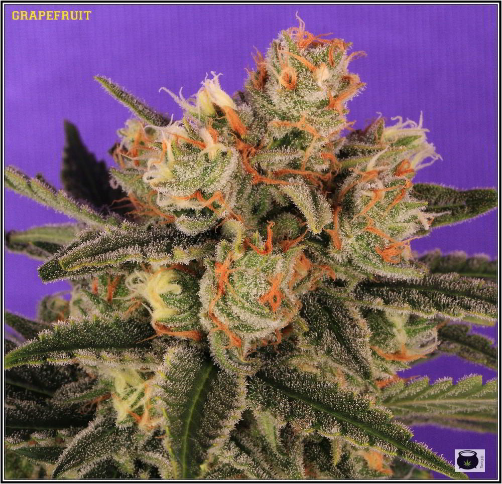 36- Variedad de marihuana Grapefruit 44 días a 12/12 3