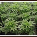 Fotoperiodo de un cultivo de marihuana – Crecimiento y floración