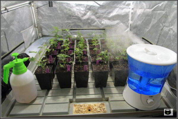 humedad cultivo indoor