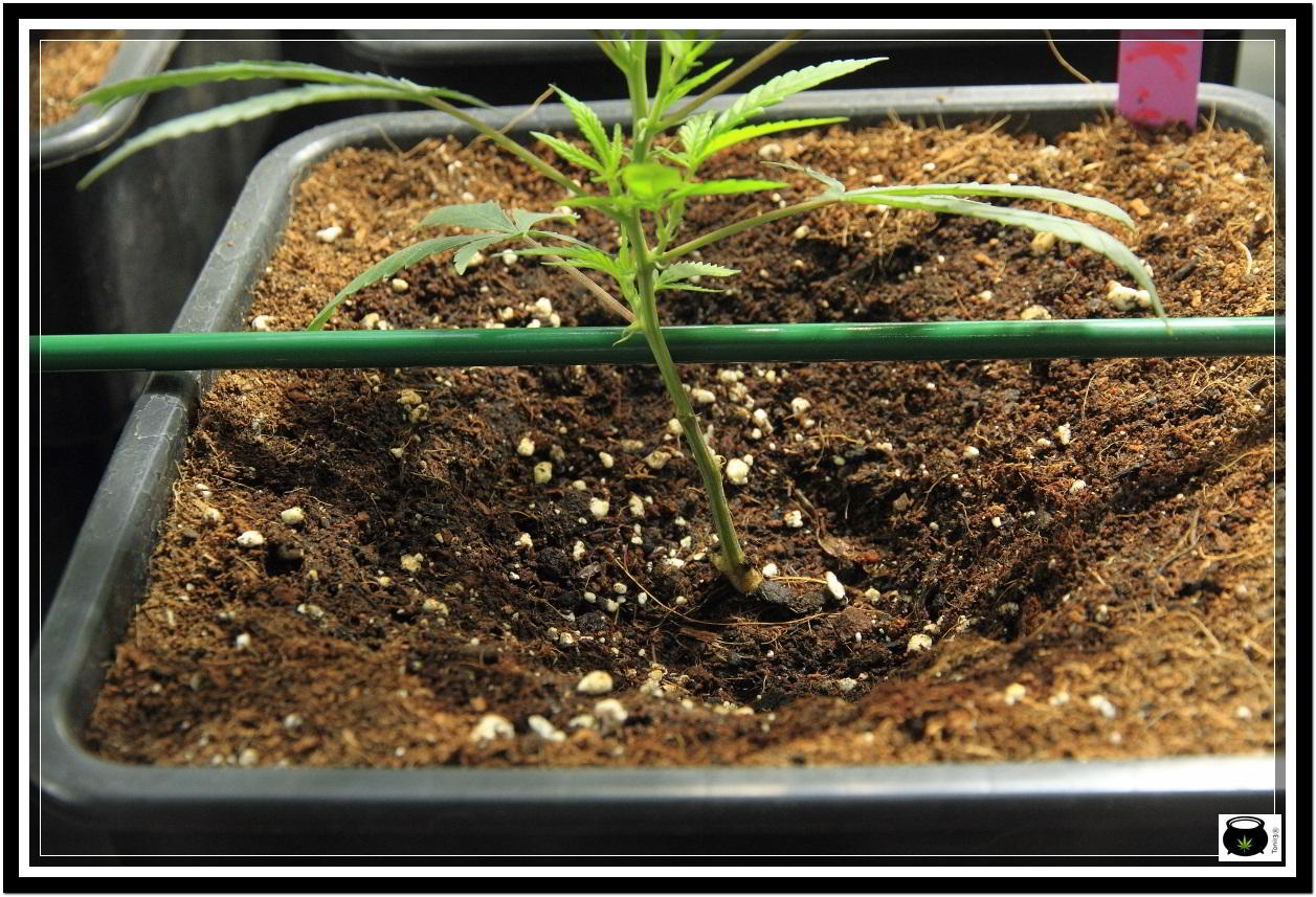 cultivo indoor de marihuana con macetas potenciadores de raíces 2