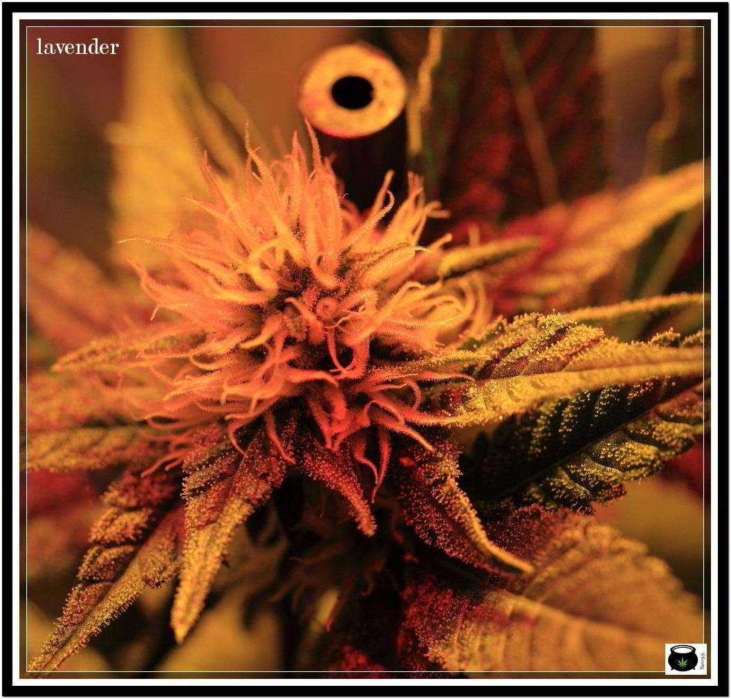 Variedad de marihuana Lavender en cultivo indoor 2