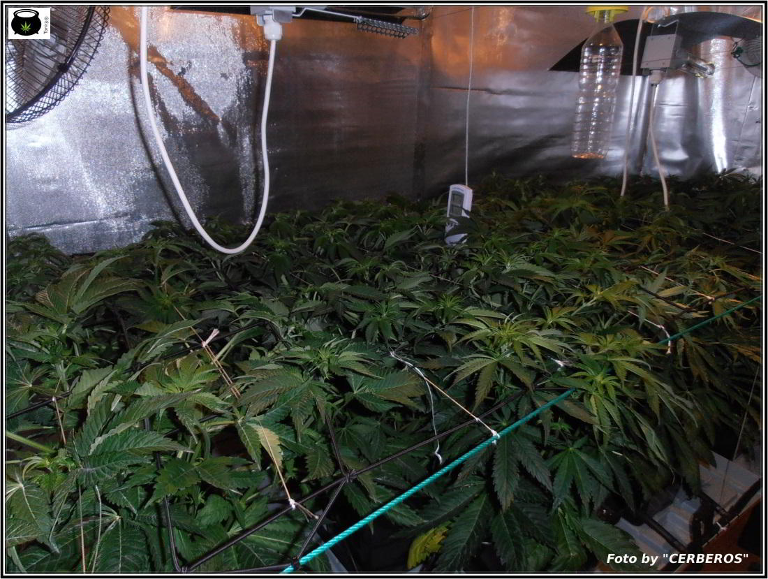 SCROG de un cultivo de marihuana de interior 2