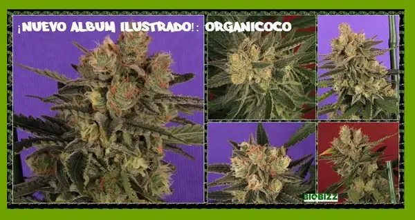 organicoco