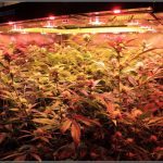 9- 7-1-2014 Ha llegado el momento: SCROG vertical