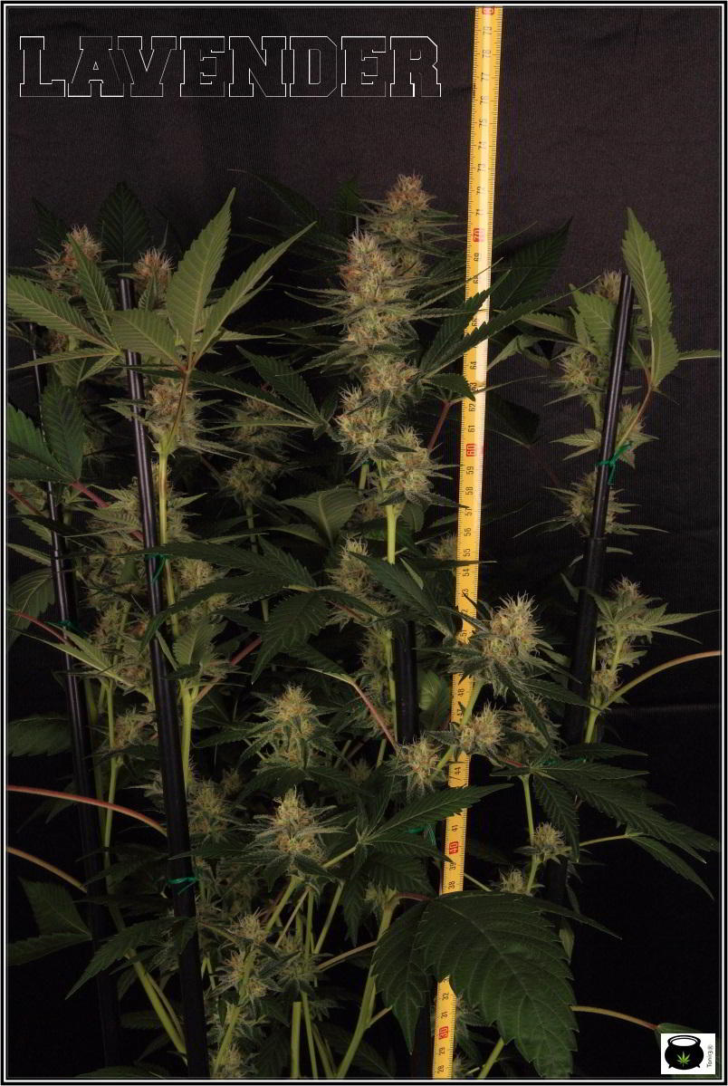 planta de marihuana con SCROG vertical 1