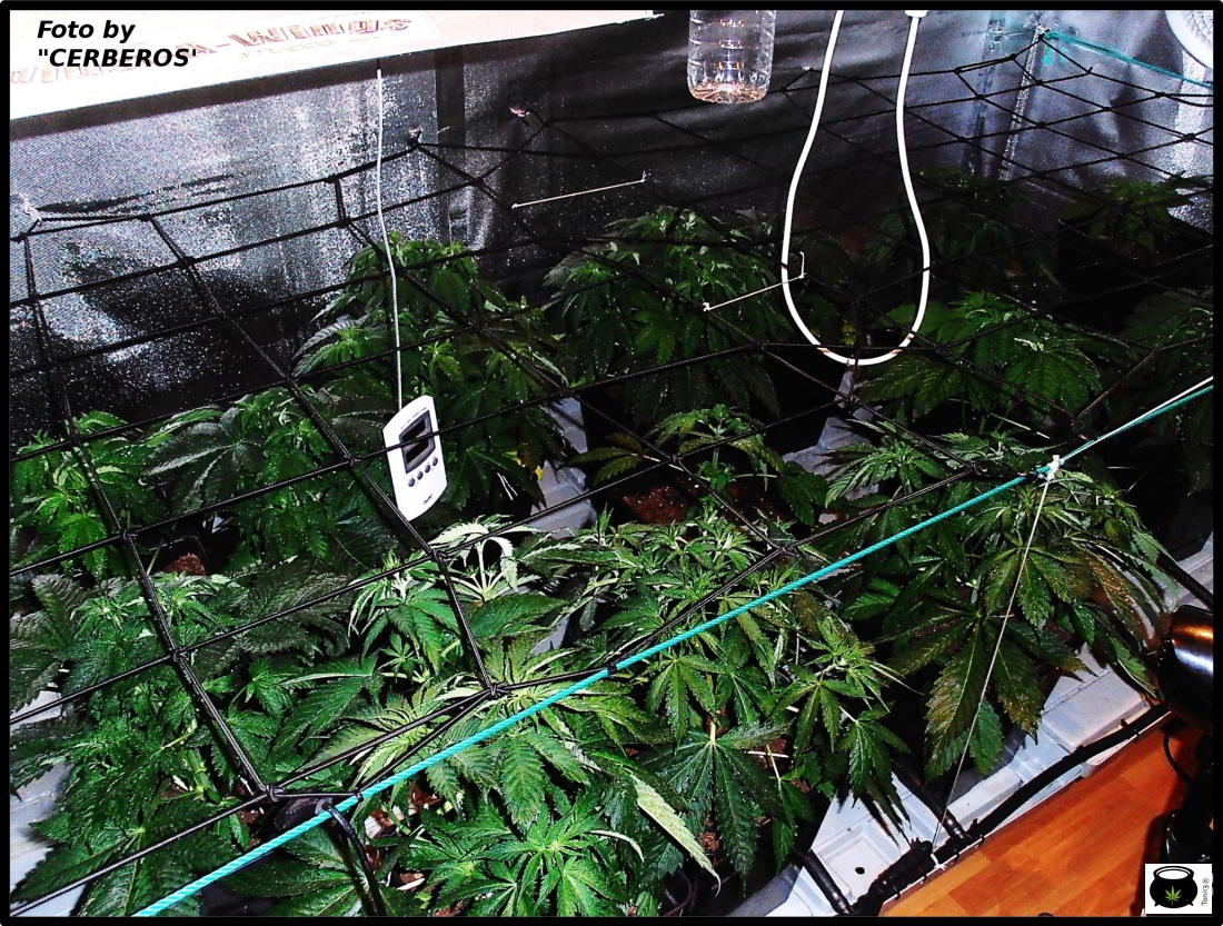 SCROG de un cultivo de marihuana de interior 1