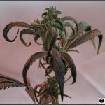 Sobrefertilización en plantas de marihuana – Cómo detectarla