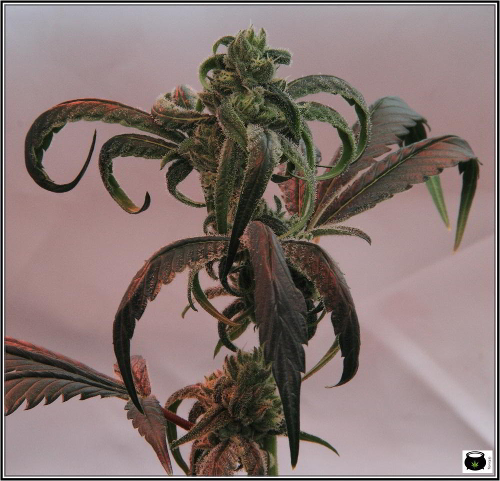 planta de marihuana con sobrefertilización 1