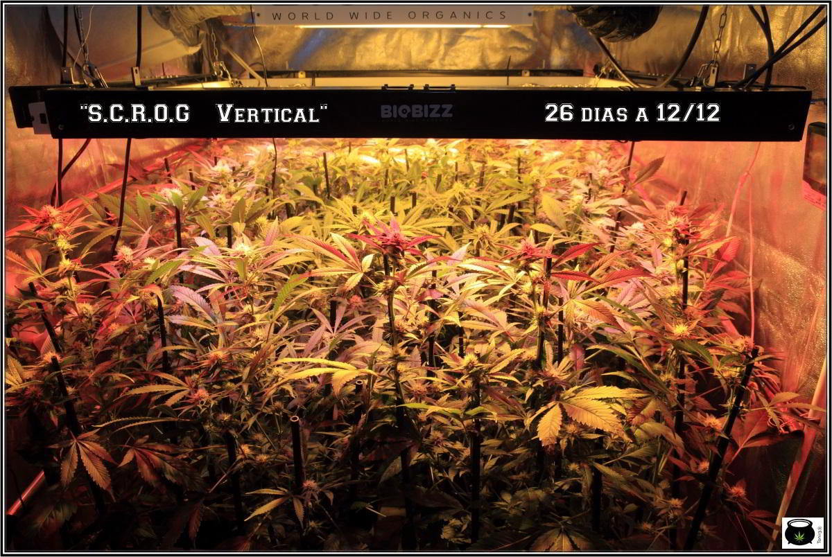 SCROG vertical cultivo de marihuana en armario de interior