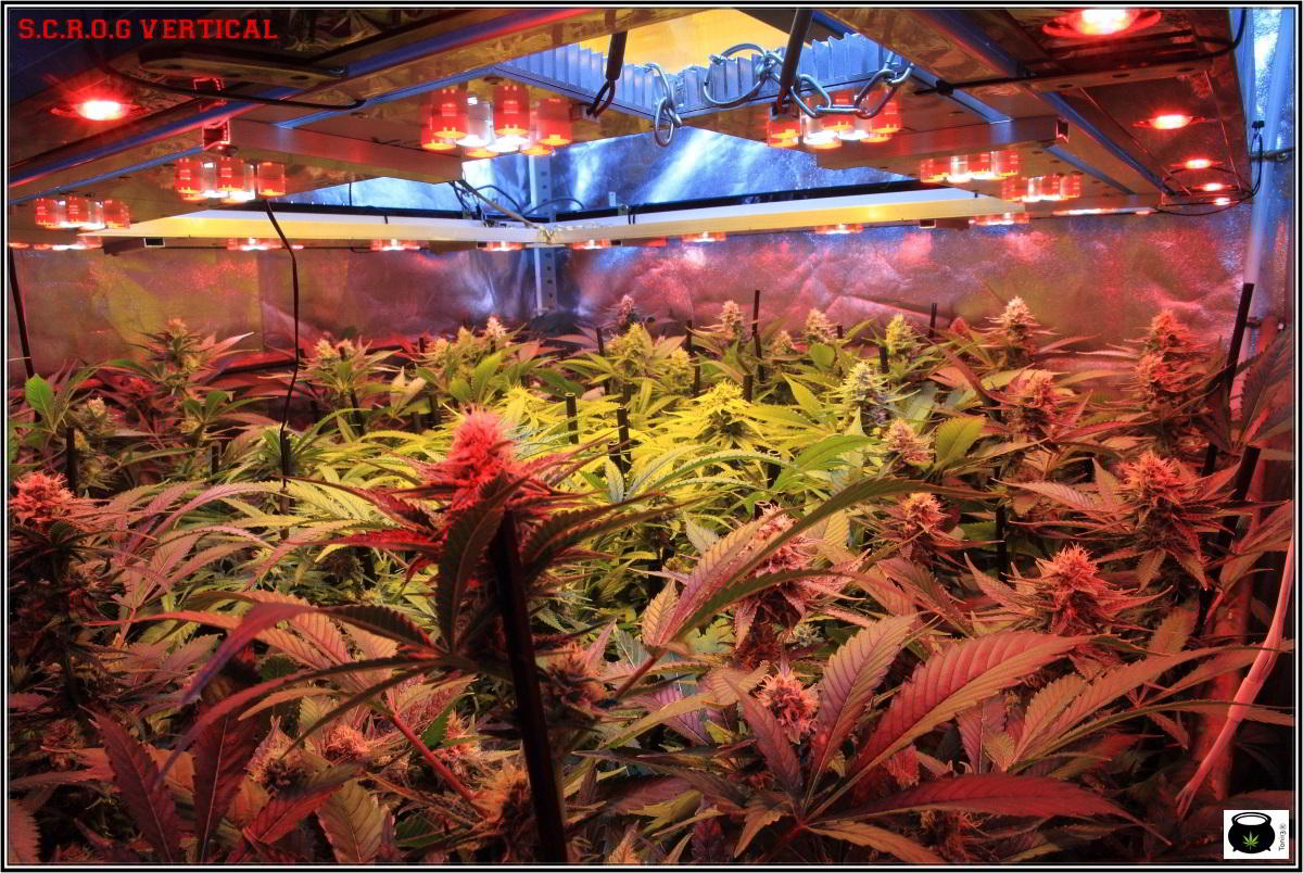 24-1-2014 Vista general del cultivo de marihuana, 43 días a 12/12 2