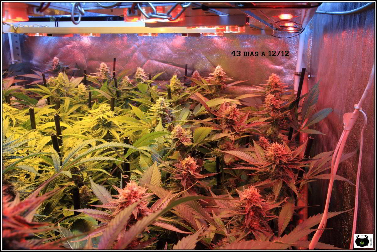 24-1-2014 Vista general del cultivo de marihuana, 43 días a 12/12 3