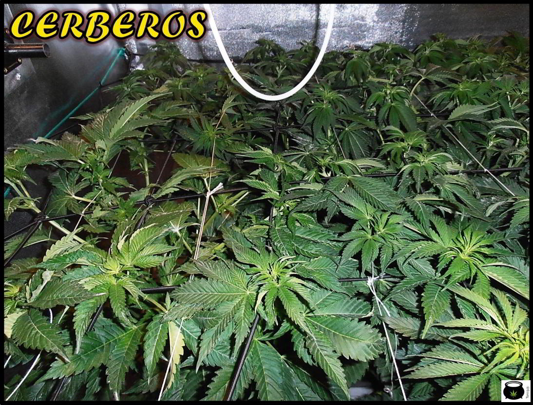 SCROG de un cultivo de marihuana de interior 3