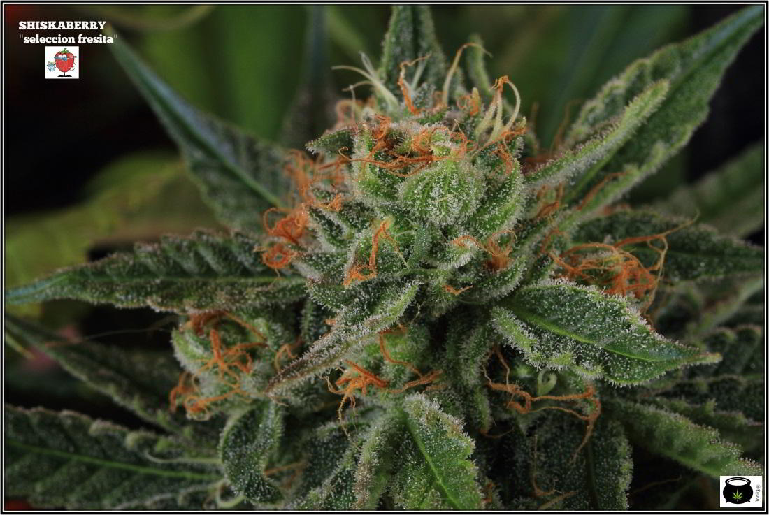 Variedad de marihuana Shiskaberry en cultivo 3