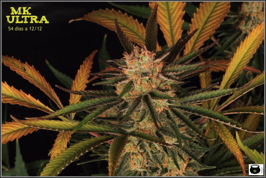 variedad de marihuana MK Ultra en cultivo interior 1