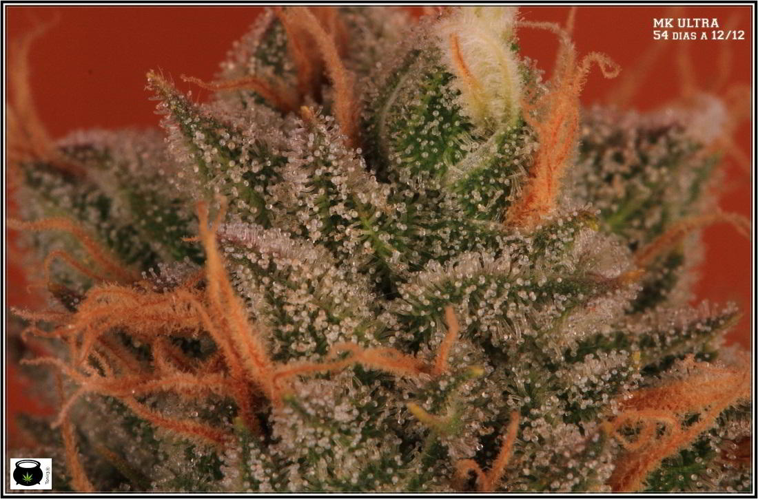 variedad de marihuana MK Ultra en cultivo interior 4