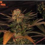 27- 8-2-2014 Variedad de marihuana MK Ultra, cortada con 56 días a 12/12