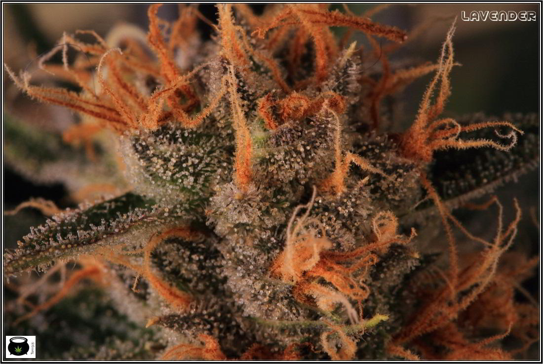 28- 9-2-2014 El cultivo de marihuana Doble-Mix ha finalizado 7