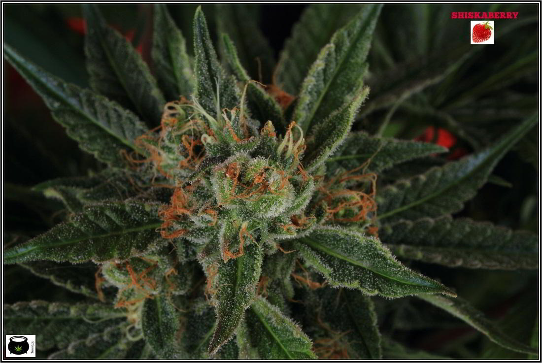 Variedad de marihuana Shiskaberry en cultivo 2