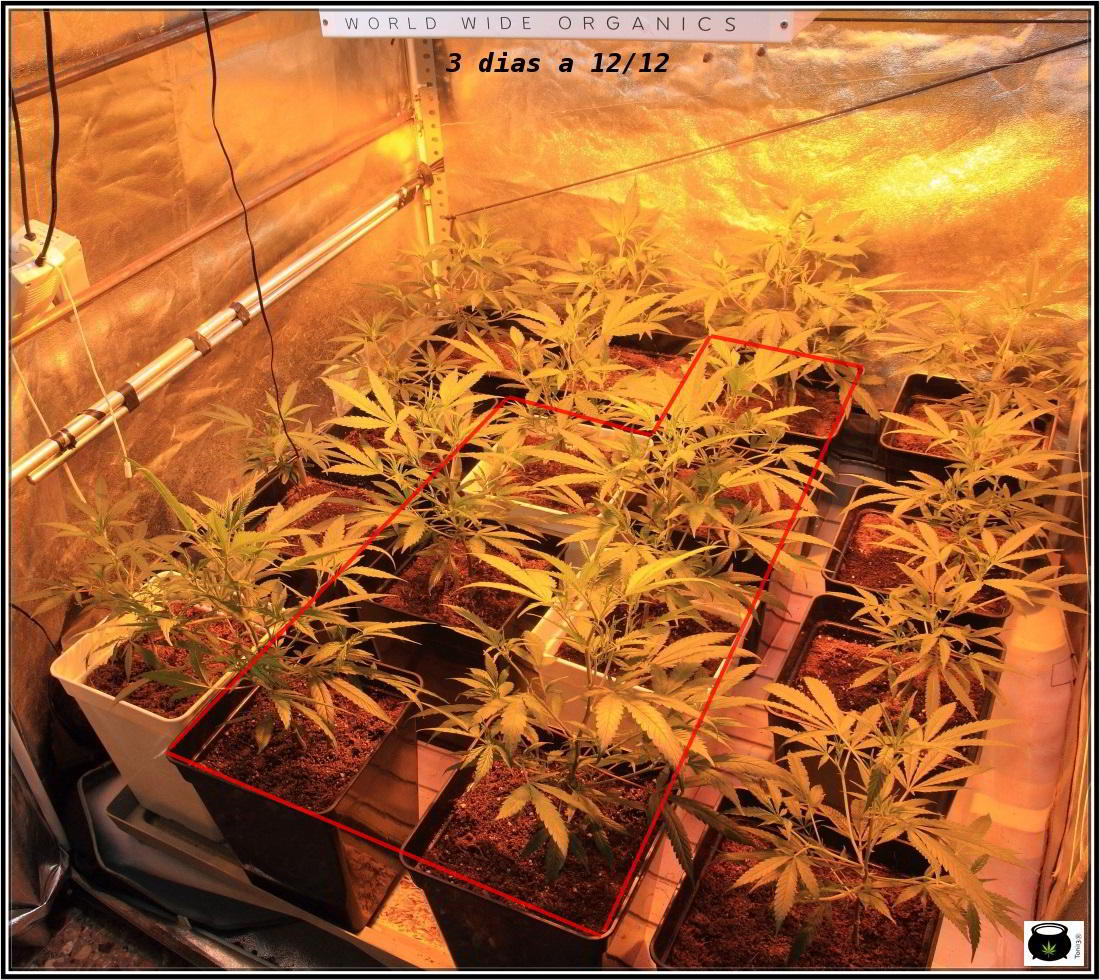 4- Cultivo de marihuana orgánico Recoco, 3 días a 12/12 2