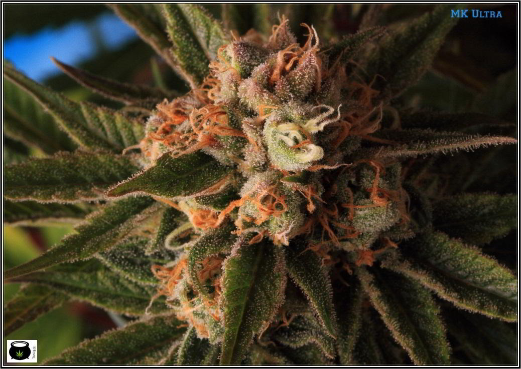 variedad de marihuana MK Ultra en cultivo interior 3