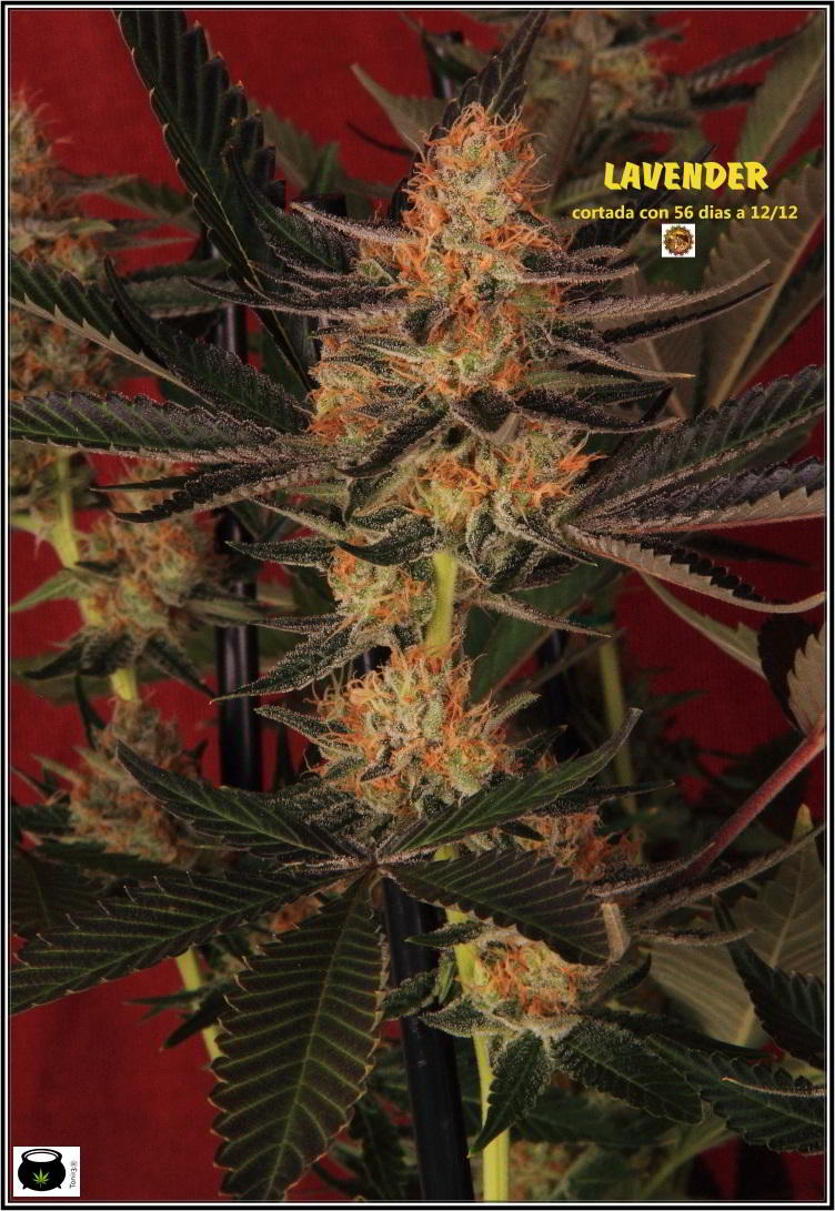 planta de marihuana con SCROG vertical 2