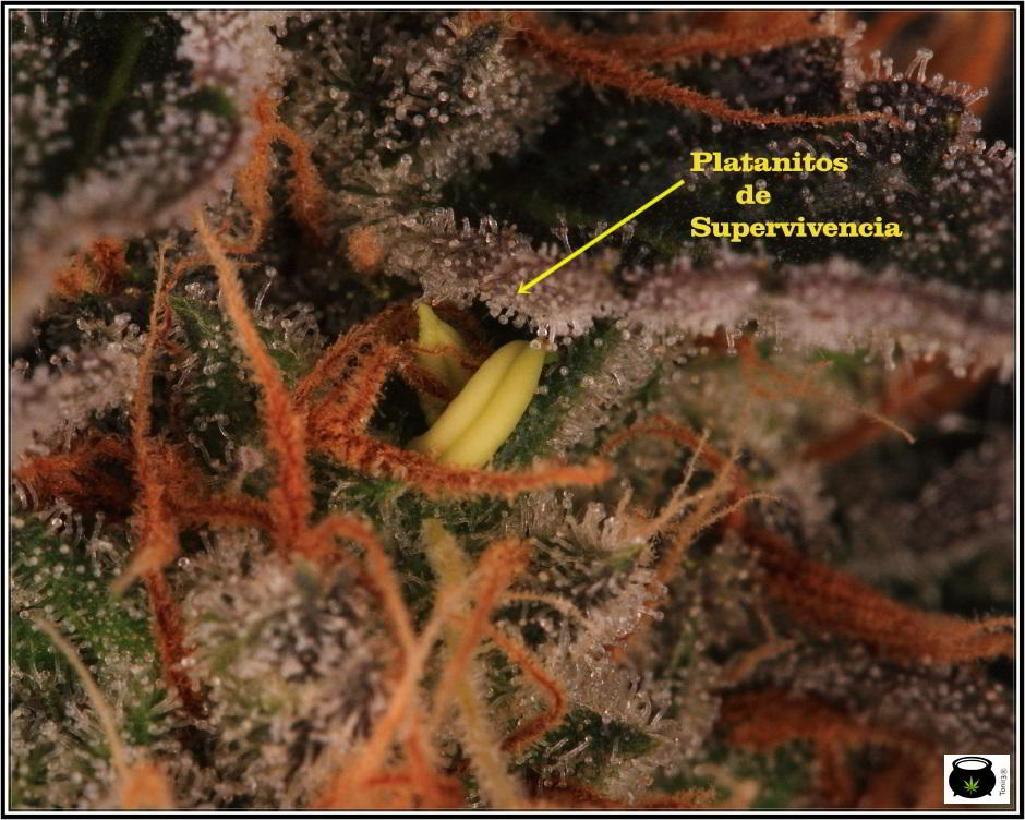 25- 6-2-2014 Platanito de supervivencia en plantas de marihuana 4