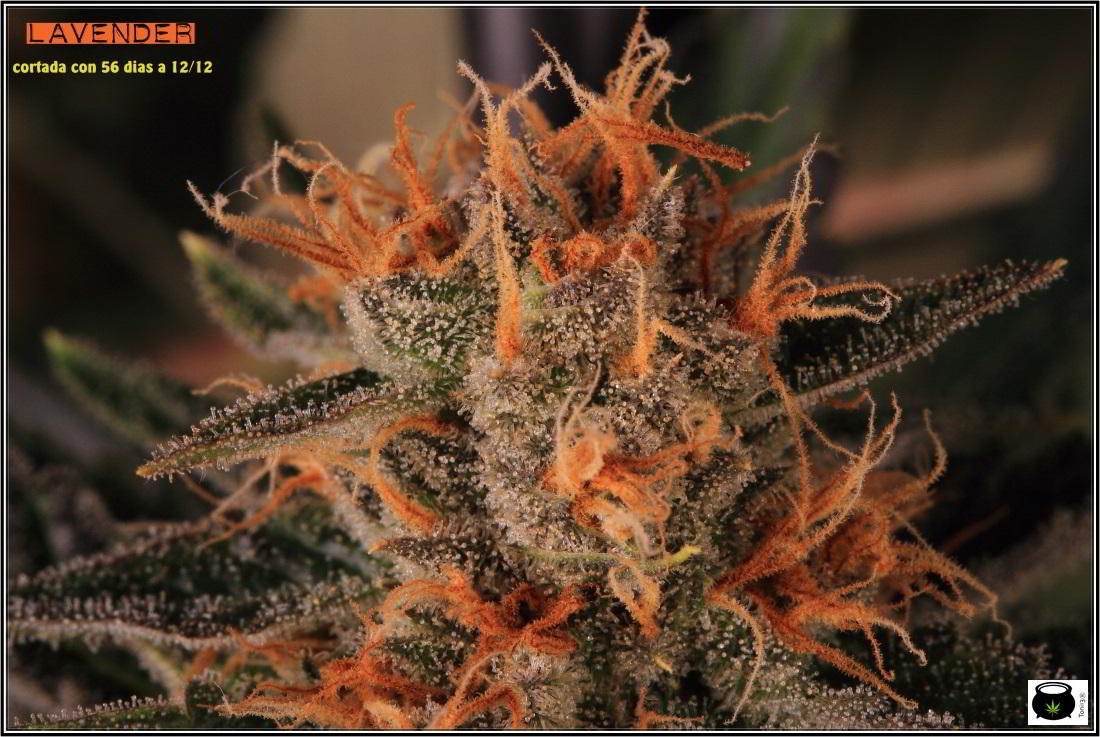 28- 9-2-2014 El cultivo de marihuana Doble-Mix ha finalizado 5