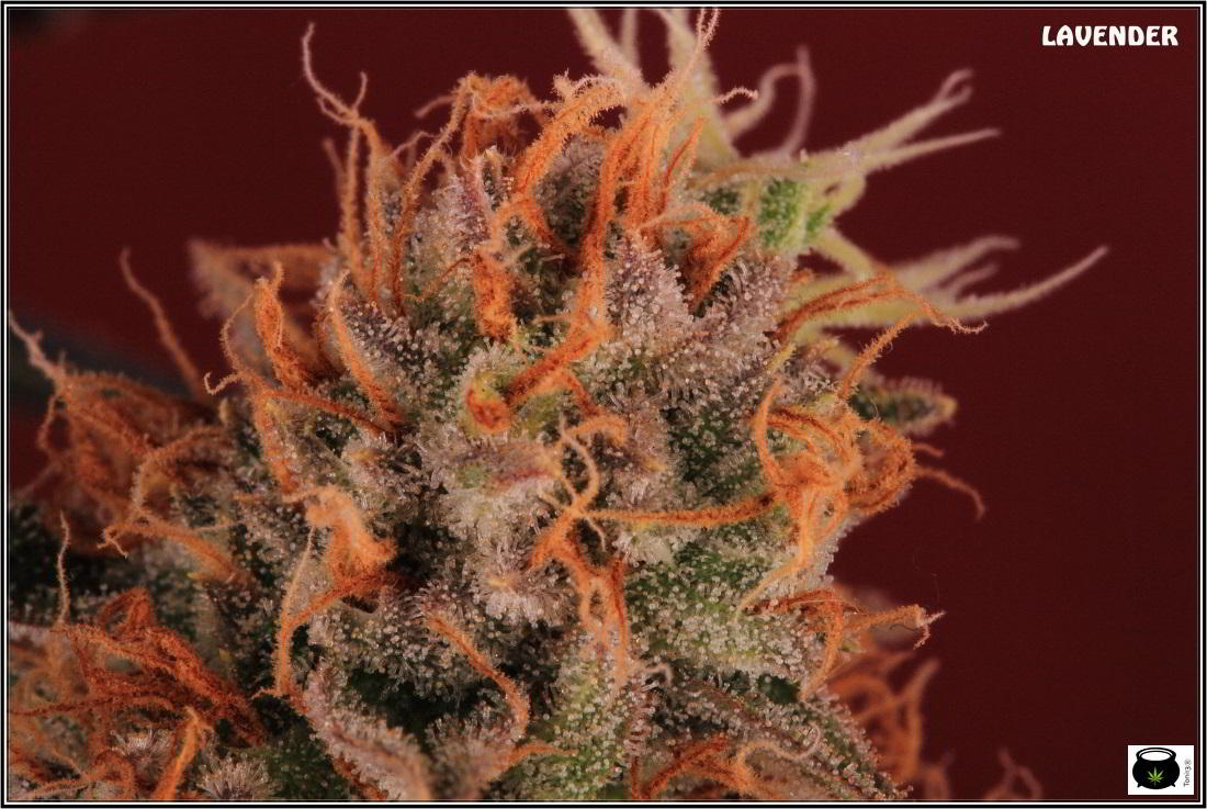 28- 9-2-2014 El cultivo de marihuana Doble-Mix ha finalizado 6