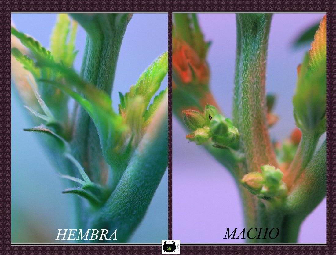 Flores macho y hembra, diferencias en una planta de marihuana
