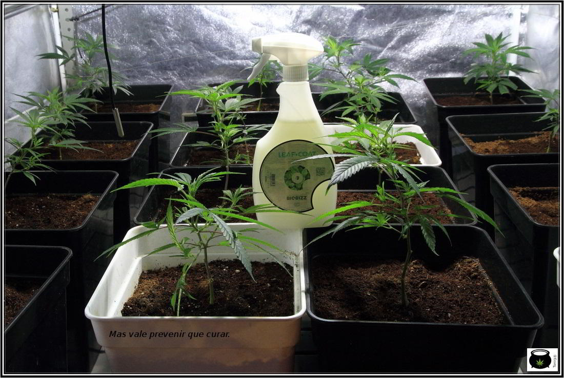 leaf coat biobizz uso en plantas de marihuana