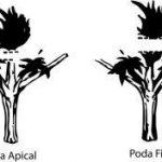 Poda FIM en plantas de marihuana (Fuck I missed) El pellizco apical