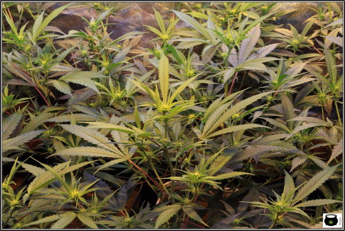 6- Actualización general del cultivo de marihuana, 13 días a 12/12 4