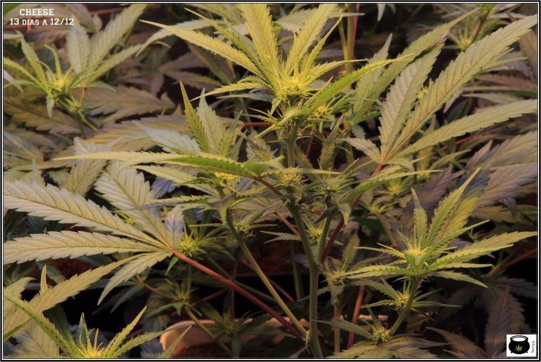 6- Actualización general del cultivo de marihuana, 13 días a 12/12 5