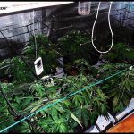 SCROG (“Screen Of Green”) – Técnica para el cultivo de marihuana de interior