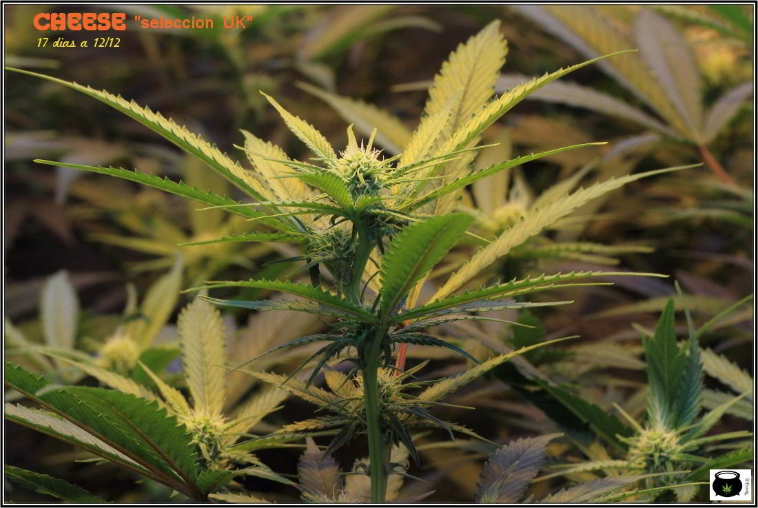 7- Cultivo de marihuana a 17 días a 12/12, ya están aquí 1