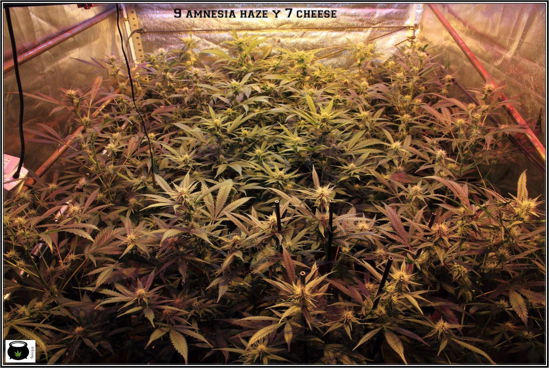 8- Actualización general del cultivo de marihuana, 3 semanas a 12/12. 2