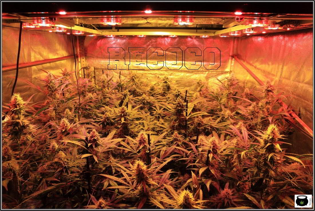 11- Actualización general del cultivo de marihuana, 5 semanas a 12/12 2