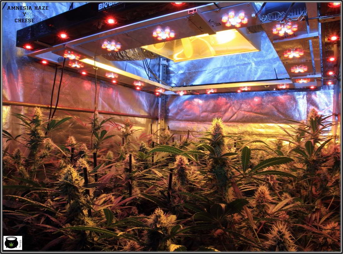 11- Actualización general del cultivo de marihuana, 5 semanas a 12/12 3