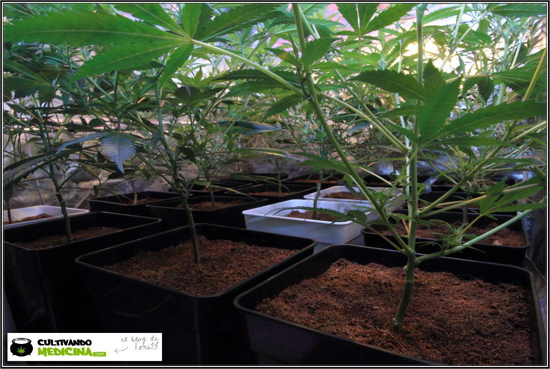 6- Actualización general del cultivo de marihuana, 13 días a 12/12 3