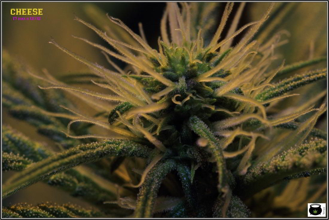 7- Cultivo de marihuana a 17 días a 12/12, ya están aquí 3