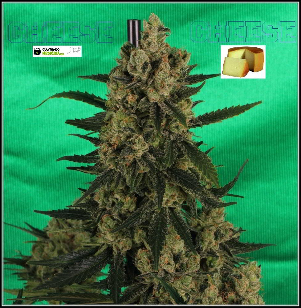 cultivo orgánico Variedad de marihuana cheese sensi seeds 2