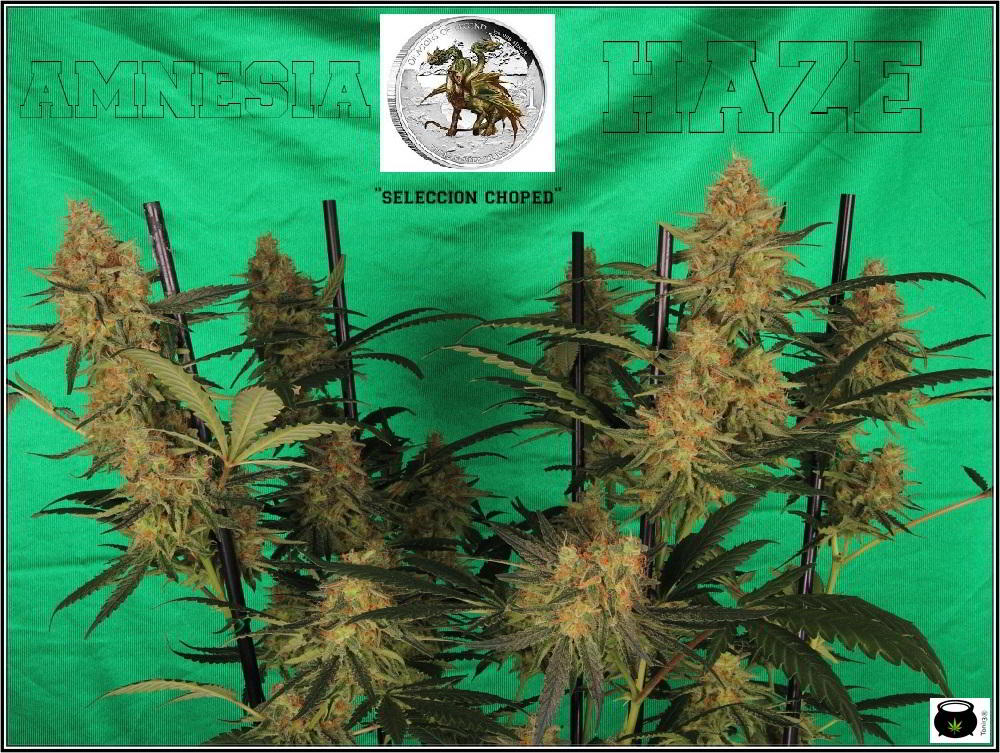planta de marihuana Amnesia Haze Hidra 2