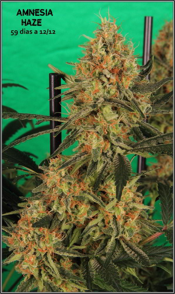 planta de marihuana Amnesia Haze Hidra 3